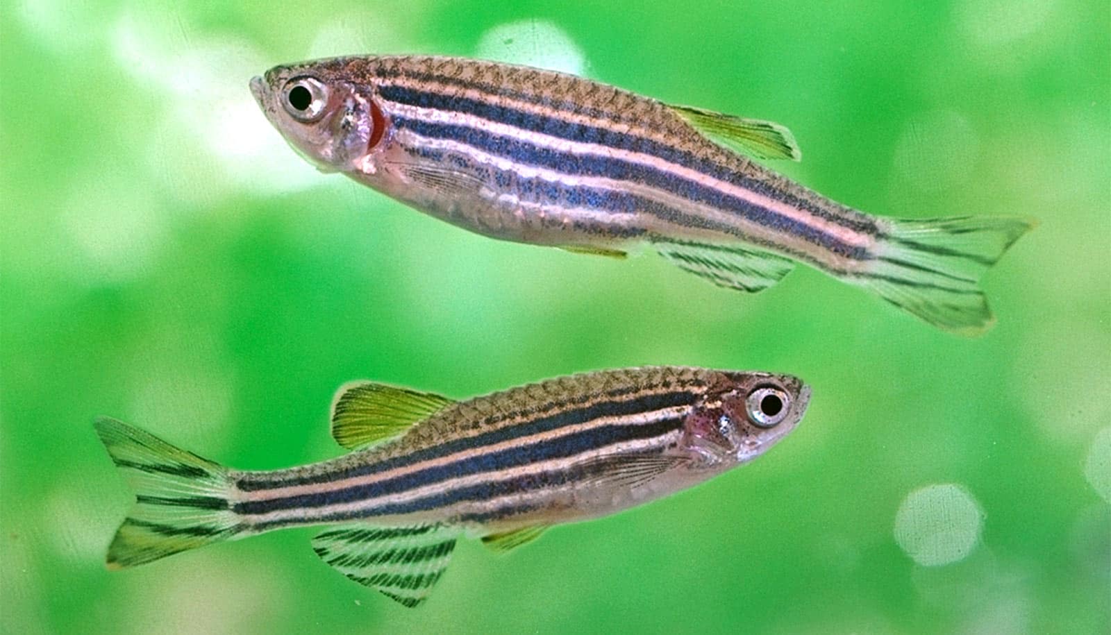 Zebrafish 'social gene' may reveal autism clues - Futurity