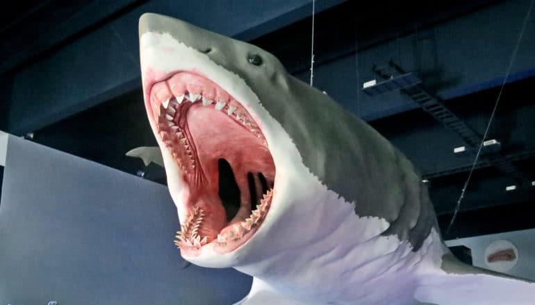 A museum model of a megalodon hangs from the ceiling with its mouth wide open.