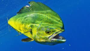 A green dolphinfish swims through deep blue water with its mouth open.