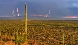 A rainstorm in the desert with a large cactus in the foreground and dark clouds and lightning on the horizon.