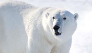 A polar bear turns to look past the camera, as it almost fades into the white background.