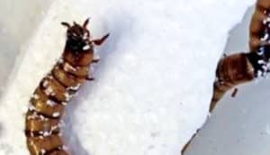 Worms crawl over white styrofoam as they get covered in tiny white bits of the material.