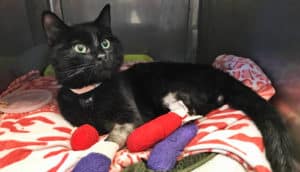 black cat lies on blanket with casts on legs and feed