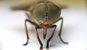 A close-up shot of a fly's eyes and front legs as it stands on a white surface.