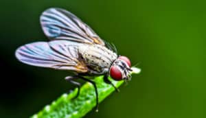 A fly stands on a blade of grass.