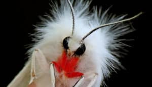 white moth with fuzzy head and red detail under its eyes