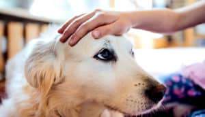 A child touches a golden retriever's head as the dog looks up.