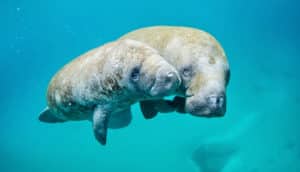 A mother manatee swims alongside her child in deep blue water.