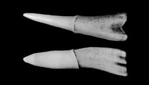 b/w image of two sawfish teeth