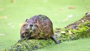 A beaver stands on an algae covered log in green water.