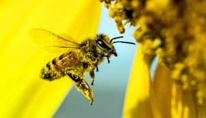 pollen-covered bee at sunflower