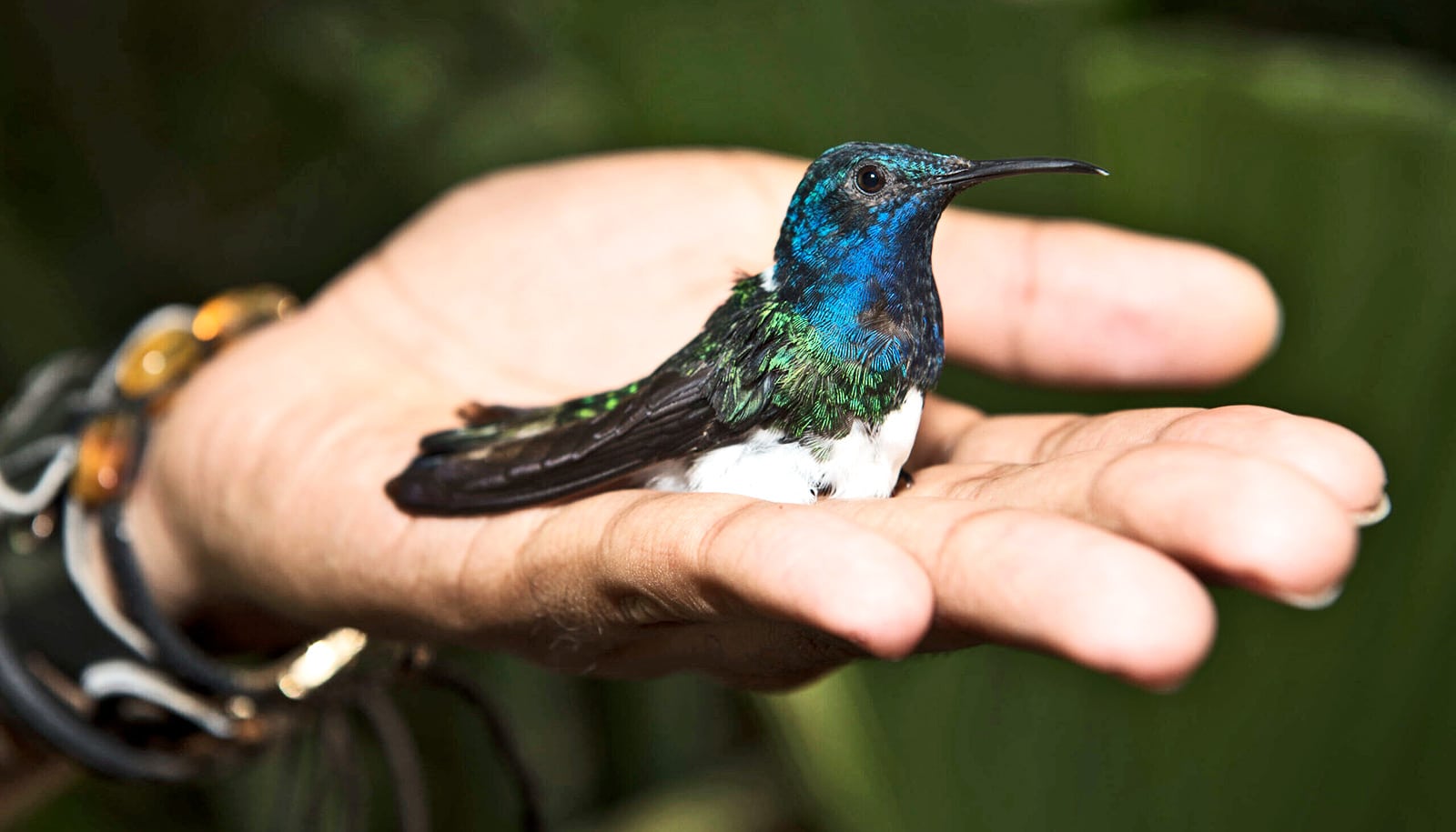Colorful bird feathers may explain evolution paradox - Futurity