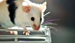 A mouse stands on top of a mouse wheel with light behind it.