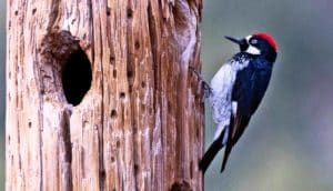 A woodpecker holding onto the side of a tree with holes pecked into it.