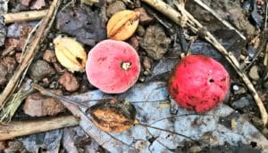 Two red seed-holding fruit from a tree on the ground.