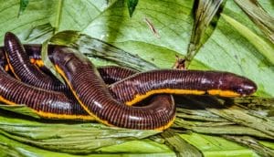 limbless, tiny-eyed amphibian on leaves