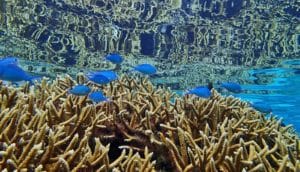 Blue fish swim above coral that's also reflected in the surface of the water above.