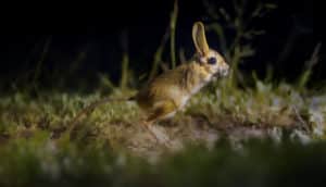 rodent with big ears hops in grass