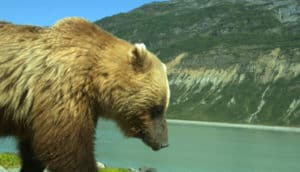 A brown bear stands on the shore of a bay with a large mountain in the background.