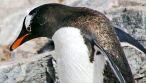 A penguin stretches its wings and looks downward, with its black, brown, and white feathers shining in the sun.