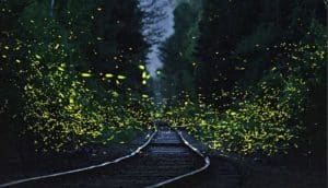 Fireflies shine in bright green while hovering over a train track at night.