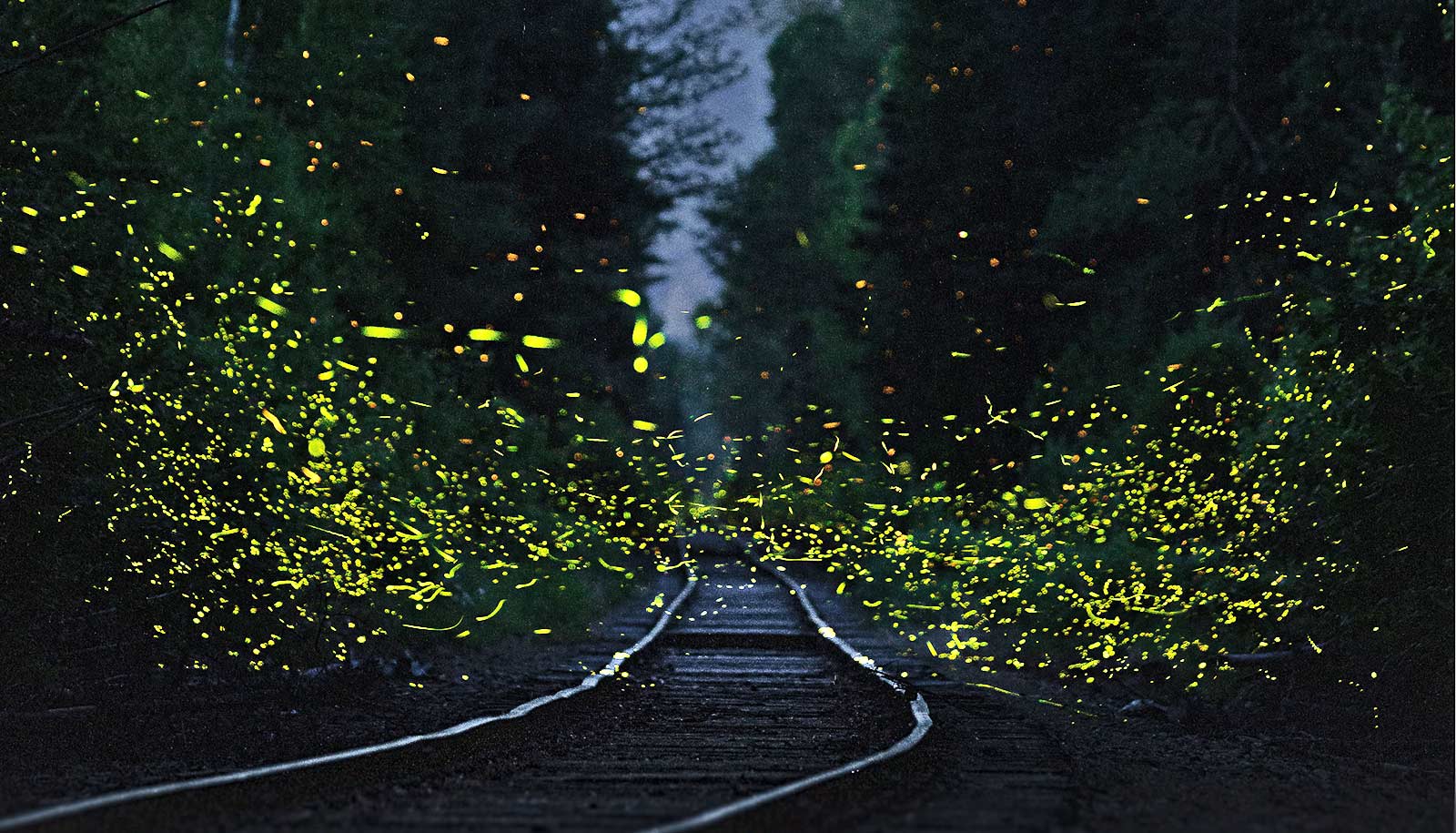 How Do Fireflies Flash in Sync? Studies Suggest a New Answer