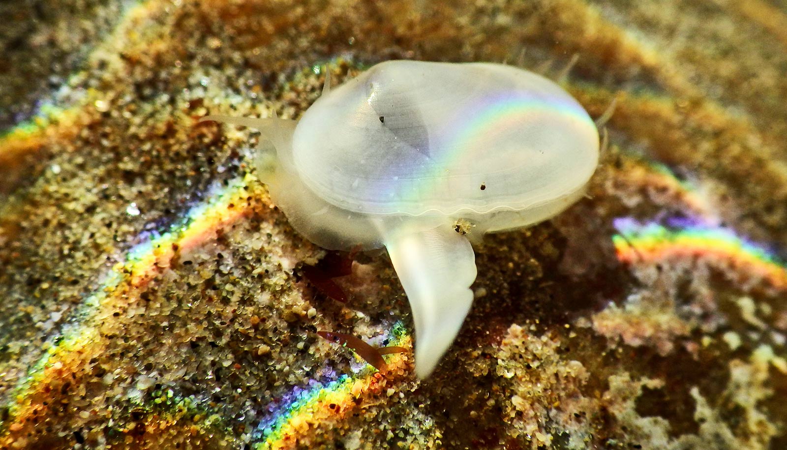 Arriba 65  imagen mollusk considered a living fossil Abzlocal mx