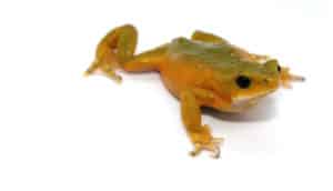 small green and orange frog with black eyes on white background