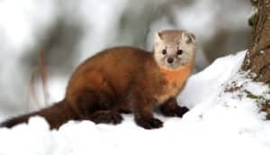 An American marten with reddish brown fur stands on a snowbank next to a tree.