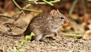 A small, brown Nile rat stands on some dirt next to a plant.