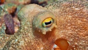 An octopus has one eye toward the camera.