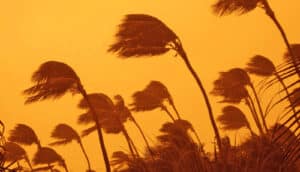 Palm trees bend in the wind against an orange sky.