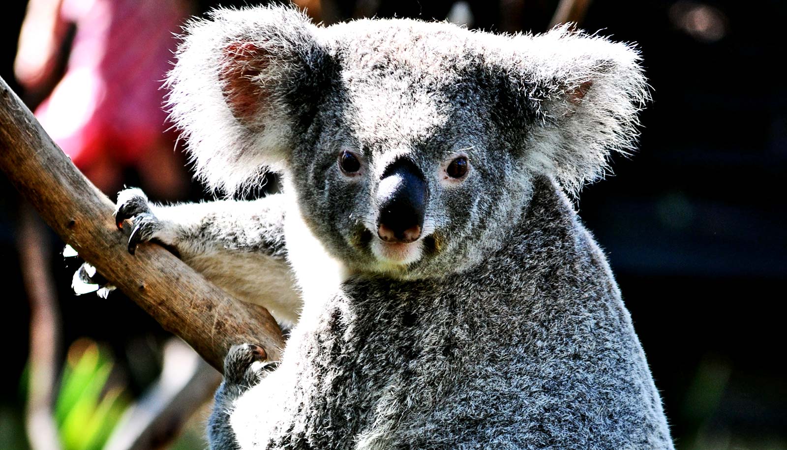 Cute koala, marsupial, endangered species, furry, looking at