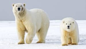 An adult and child polar bear walk across a vast snowy landscape.