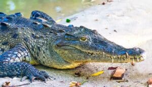 An American crocodile walks from water onto the shore.