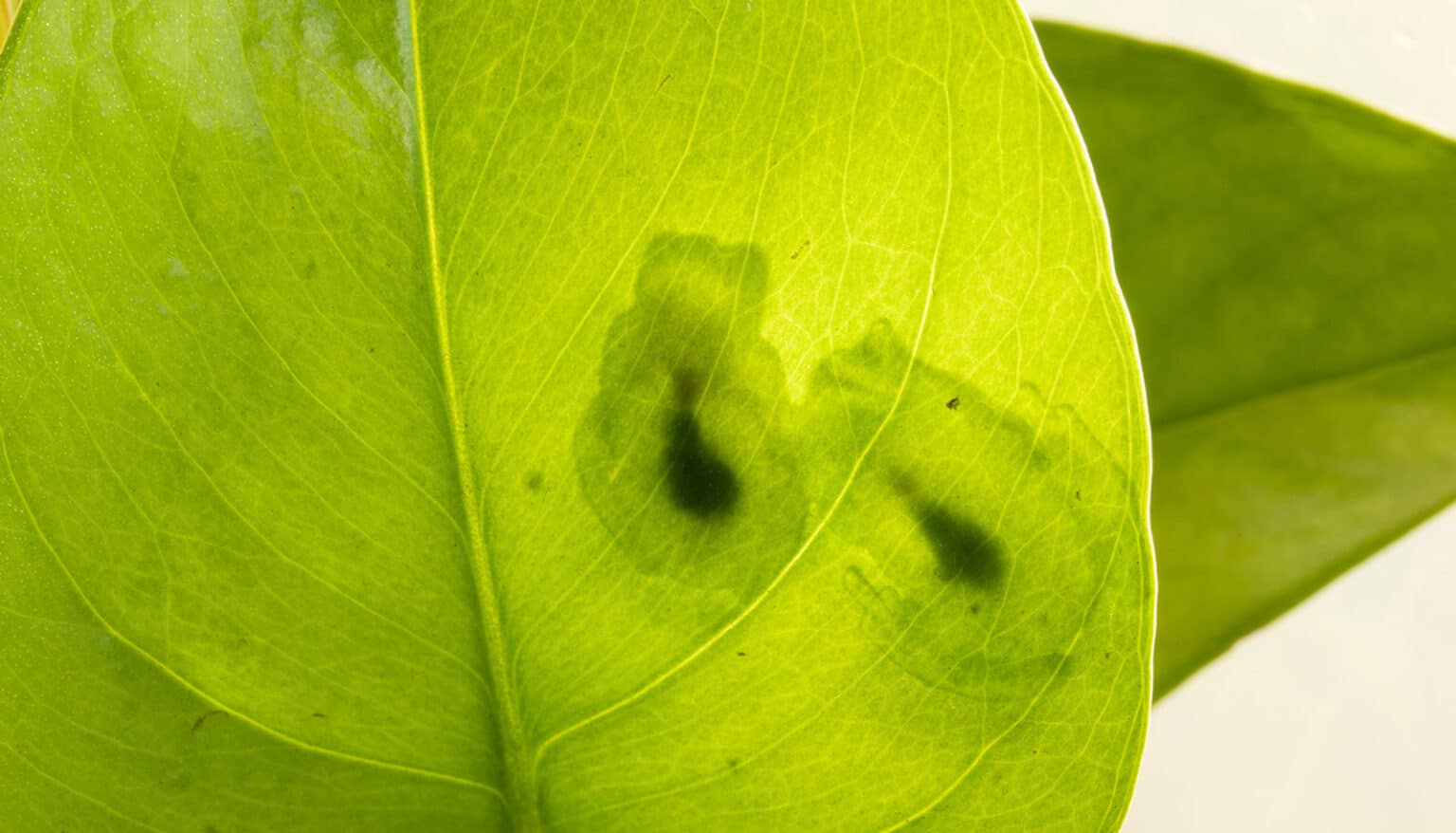 Glassfrogs hide their blood to sleep in camouflage - Futurity