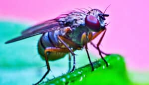 A fly stands on a green piece of food with green and pink light behind it.