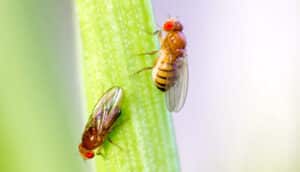 Fruit flies on a green stalk.