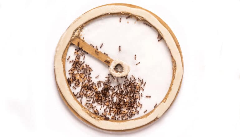 Ants corralled inside a circular enclosure on a white surface.