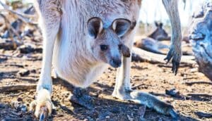 A baby kangaroo peeks out of its mother's pouch.