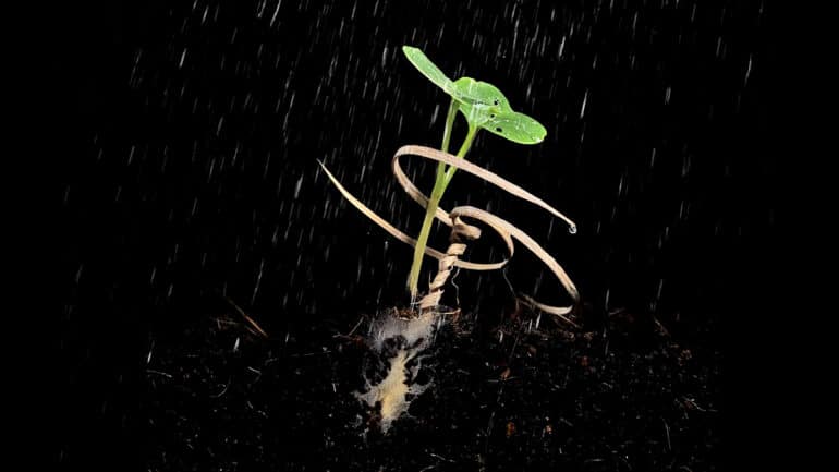 seedling with wooden spiral around stem