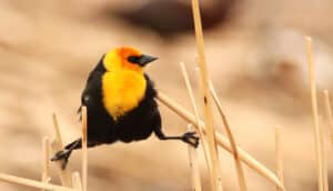 black bird with yellow head awkwardly grips two reeds with his feet