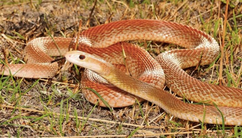 A reddish snake coiled on some grass.