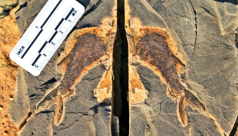 A fossil of a fish cracked in half shows the shape of a fish body on either side.