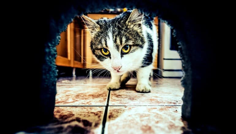 A cat looks down into a mouse hole in a wall.