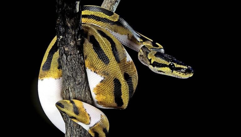 yellow and black python with white patches coils on branch