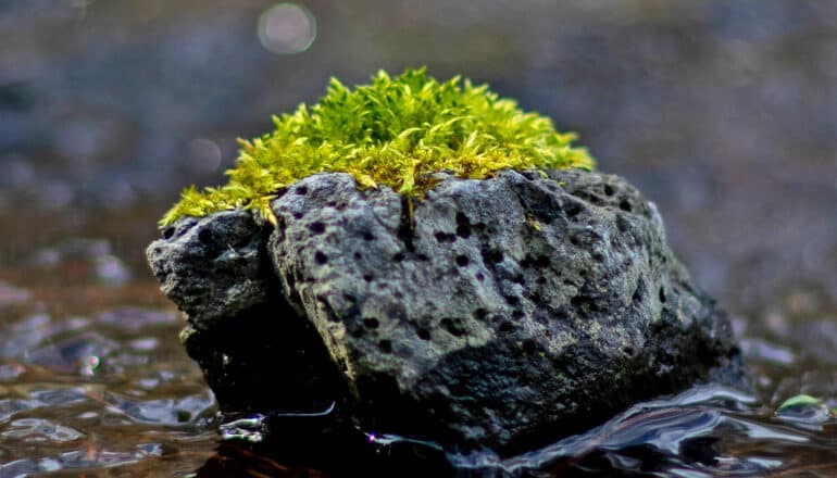 moss grows on rock