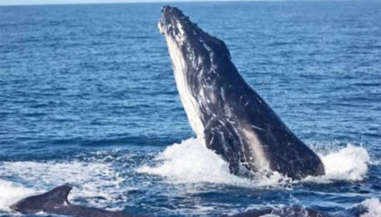 A humpback whale emerges from blue ocean water.