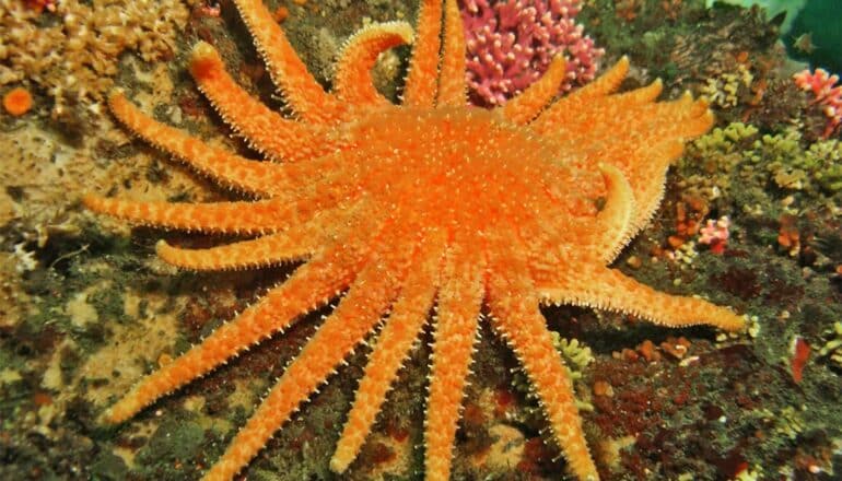 An orange sunflower sea star on the sea floor.