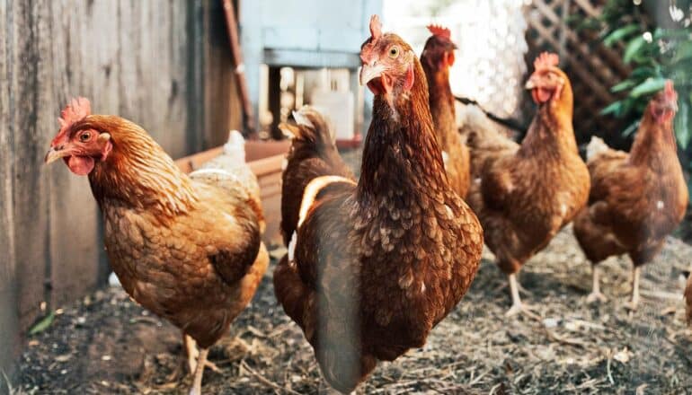 A group of chickens in a fenced in area with a chicken coop in the background.